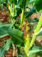 Sweet corn from Kenya